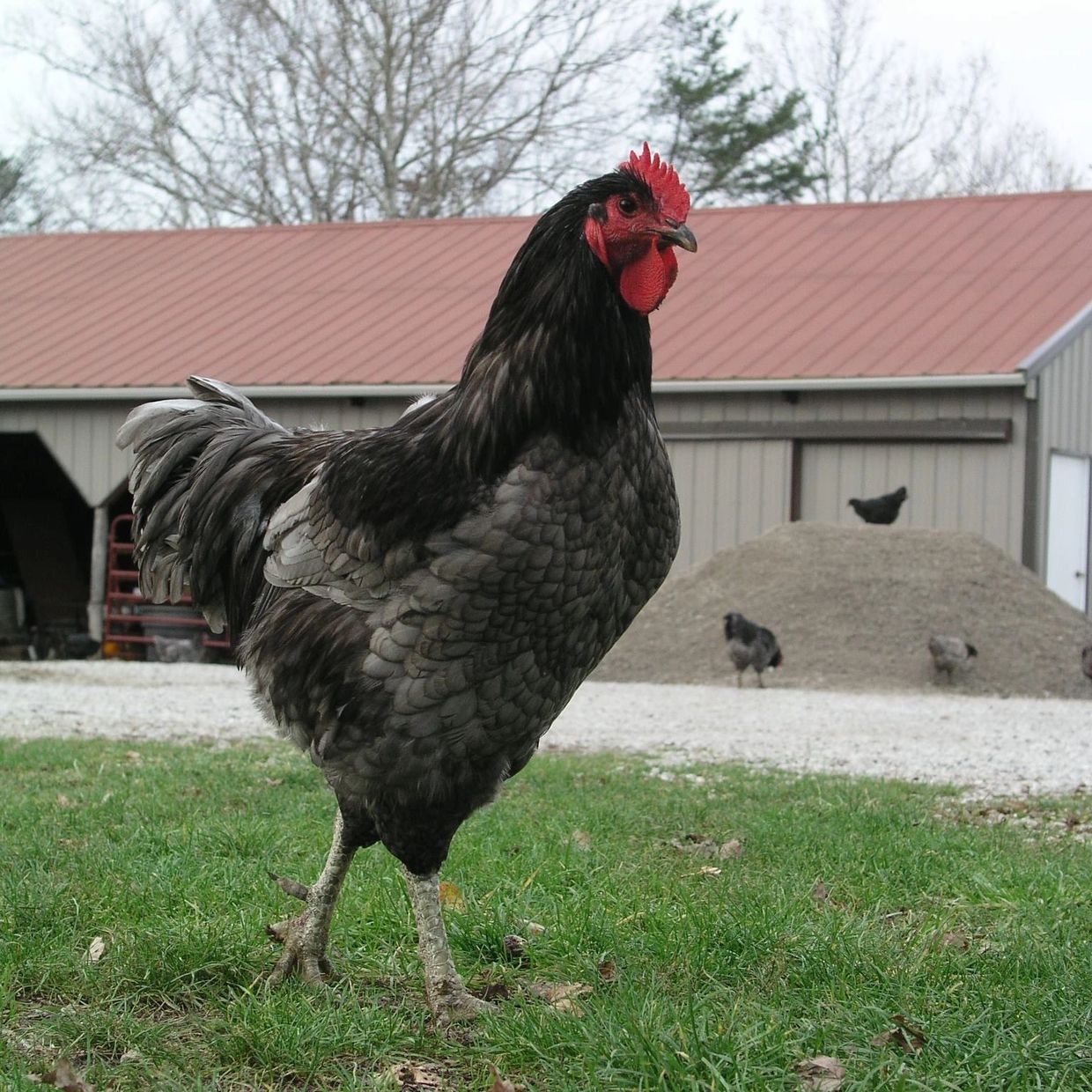 Splash Jersey Giants HighQuality Poultry Farm Maria's Jersey Giants